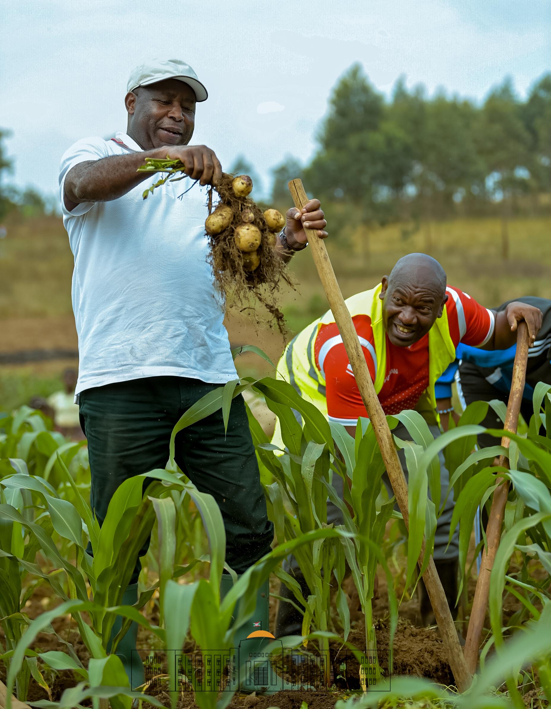 Rais Évariste Ndayishimiye akivuna nyanya kwenye shamba la mfano lililopo Shombo, Gitega