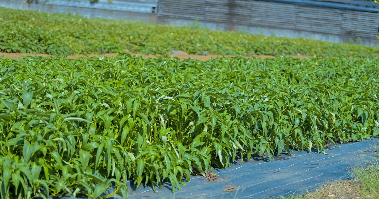 Katika siku ya mwisho ya ziara yake rasmi nchini Japani, Rais wa Jamhuri ya Burundi, Mheshimiwa Évariste Ndayishimiye, alijikita katika mfululizo wa mikutano ya kidiplomasia na ziara za kujifunza, zenye lengo la kuimarisha maendeleo ya sekta ya kilimo na kuendeleza ushirikiano wa kimataifa.